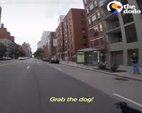 waptrick.com Biker Spots Dog Stuck On NYC Highway And Saves His Life