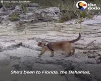 waptrick.com Cat Who Lives On A Boat Loves Visiting New Places