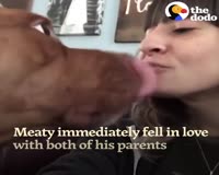 waptrick.com Happy Pit Bull Dog Loves It When His Dad Babies Him