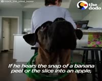 waptrick.com Blind Dog Shows Parents That Nothing Can Stop Him From Being Happy