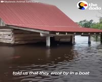 waptrick.one Man Rescues Drowning Cow After Hurricane Florence