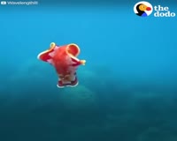 waptrick.one These Sea Slugs Are So Beautiful And Crazy Looking
