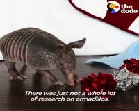 waptrick.com Tiny Armadillo Is Obsessed With Taking Baths