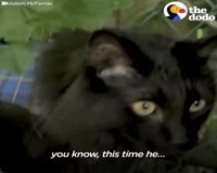 waptrick.com Woman Is So Determined To Find Her Lost Cat