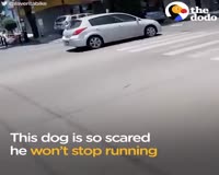 waptrick.com Animals Trapped In Traffic Get Saved By Brave People