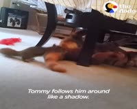 waptrick.com Cat Is SO Gentle With His Squirrel Brother - The Dodo Odd Couples