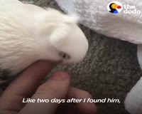 waptrick.com Pigeon Who Wears Fancy Pants Has The Best Mom - PLUM