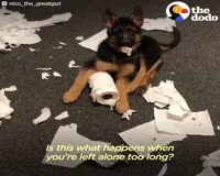 waptrick.com Puppy Born With Straight Legs Makes His Mom s Heart Melt - NICO