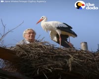 waptrick.com Man Does Everything For His Rescued Stork