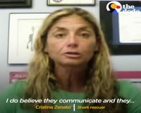 waptrick.com Woman Is A Shark Whisperer