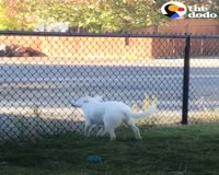 waptrick.com Blind And Deaf Dog Can Sense When Dad Comes Home