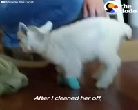 waptrick.com Baby Goat Born Without Front Legs Is The Spunkiest Little Thing