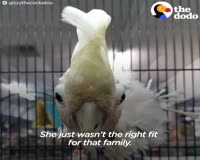 waptrick.com Birds Waits Decades For The Perfect Family - GIZZY