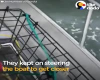 waptrick.com Boaters Head Out In Storm To Save A Drowning Fawn