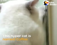waptrick.com This Cat Is A Supermodel - WHITE COFFEE CAT