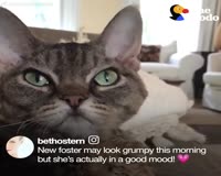 waptrick.com Aggressive Cat Shocks Mom By Becoming A Snugglebug