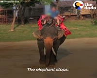 waptrick.one The Scary Truth About Elephant Rides
