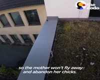 waptrick.com Guy Risks Life To Save Ducks Trapped On A Roof