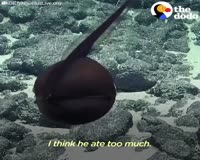 waptrick.one Rarely Seen Sea Creature Puffs Up Like A Big Balloon