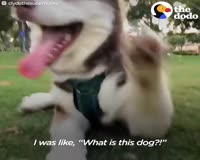 waptrick.com Wobbly Husky Wont Let Anything Stop Him