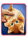 waptrick.one Purring Cats