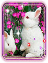 waptrick.one Funny Bunnies Live Wallpaper