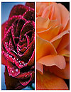 waptrick.one Flower Wallpapers