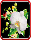 waptrick.one Orchids Wallpaper
