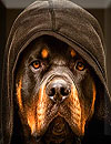 waptrick.one Rottweiler Wallpaper