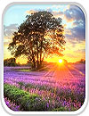 waptrick.one Perfect Sunset Live Wallpaper