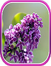waptrick.one Lilac Live Wallpaper