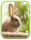 waptrick.one Cute Animals Live Wallpaper