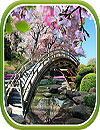 waptrick.one Sakura Garden Live Wallpaper