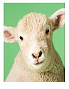 waptrick.one Sheep Sounds