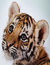 waptrick.one Amazing Tigers Wallpapers