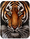 waptrick.one Tigers