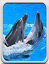 waptrick.one Dolphins