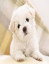waptrick.one Dog