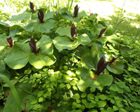 Trilliums and Other Shady Things