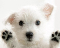 Cute White Puppy Looking At You