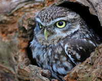 Hollow Tree Trunk Bird Owl