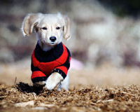 Cute Puppy Wearing Jursy