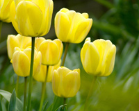 Makro Photos Of Yellow Tulips