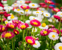 Flowers Garden Colorful