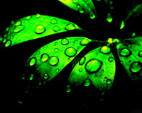 Rain Drops Green Plants