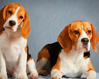 Cute Beagles Looking At You