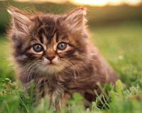 Sweet Kitty On Grass