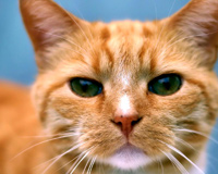 Ginger Cat With Green Eyes