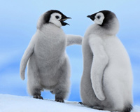 Cute Baby Penguins