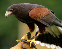 Falcon Bird Raptor